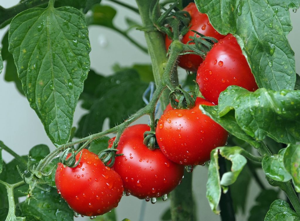 Grono pomidorów w szklarni