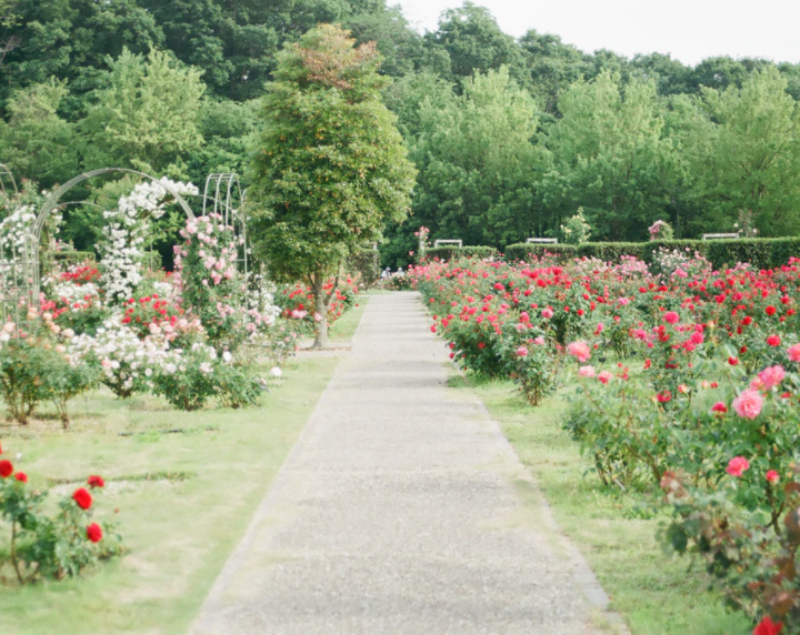 Róże w ogrodzie – jak je pielęgnować?