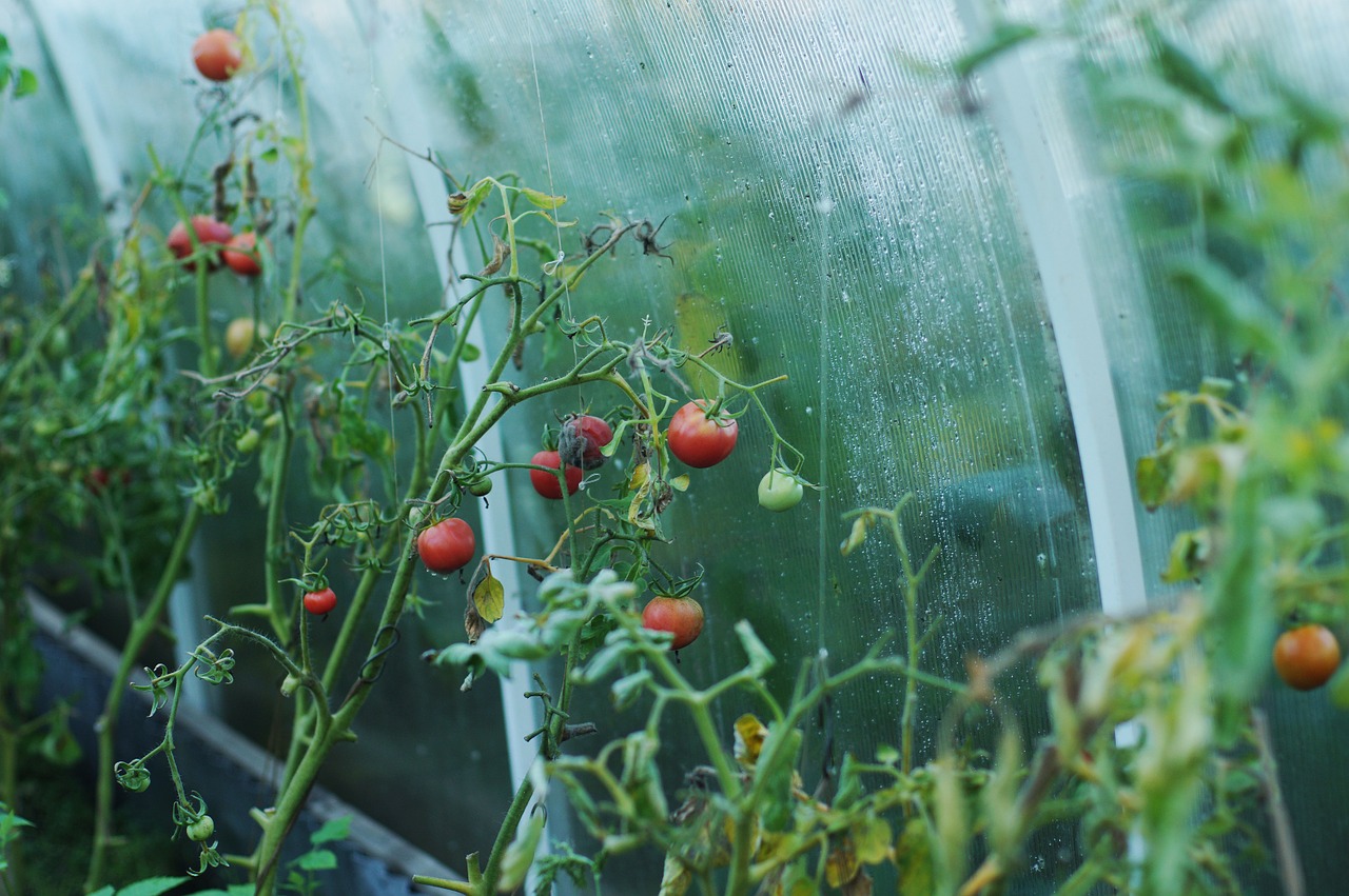 Pomidory w tunelu