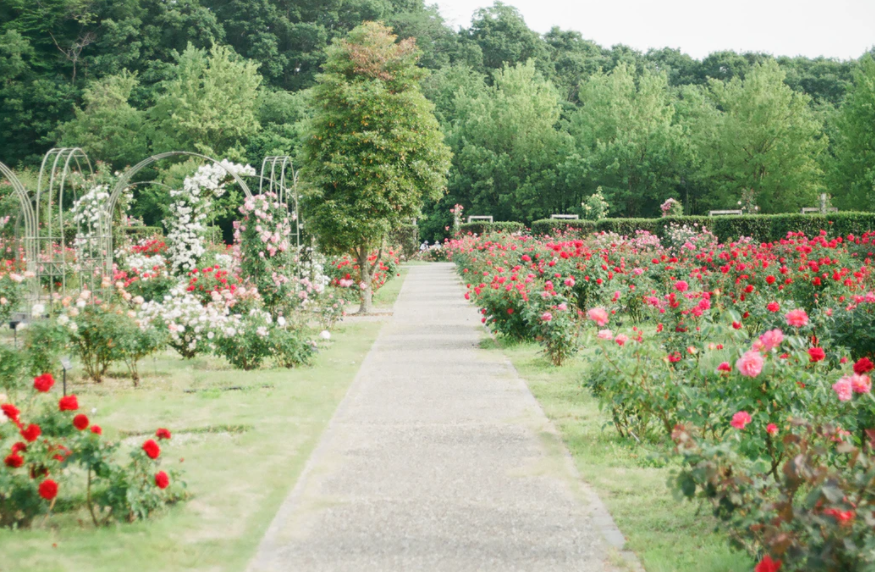 Duży ogród z różami i aleją